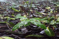 Peristylus aristatus